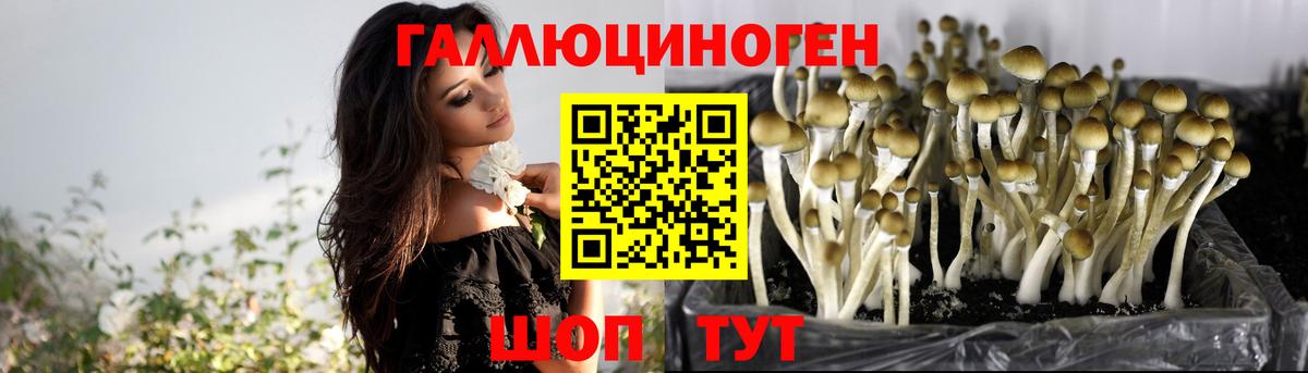 Псилоцибиновые грибы Psilocybine cubensis Кимовск